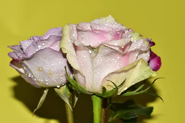 Açık yeşil arka planda güzel pembe gül çiçeklerinin yakın plan çekimi