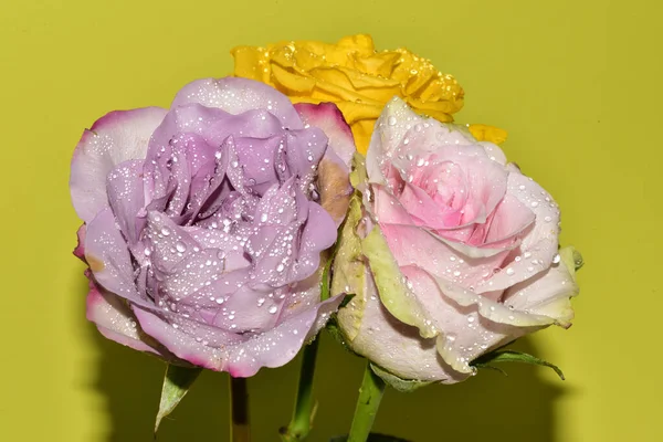 Açık yeşil arka planda güzel pembe gül çiçeklerinin yakın plan çekimi