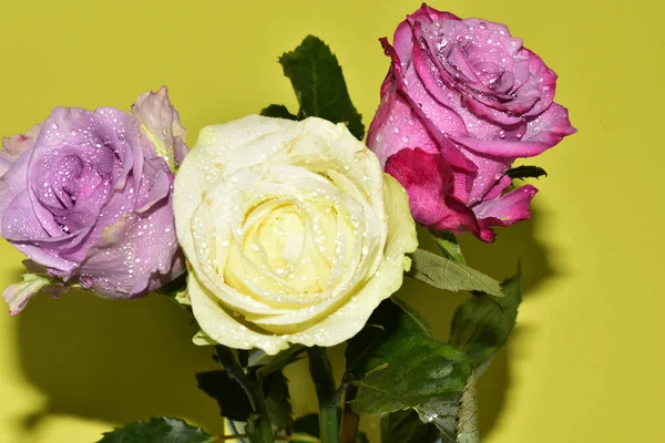 Açık yeşil arka planda güzel pembe gül çiçeklerinin yakın plan çekimi