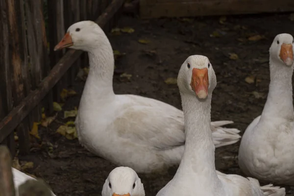 Close Shot Flock Domestic White Ducks Garden — Stockfoto