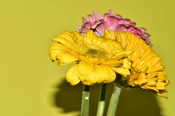 Gros Plan Belles Fleurs Chrysanthème Sur Fond Vert Clair — Photo