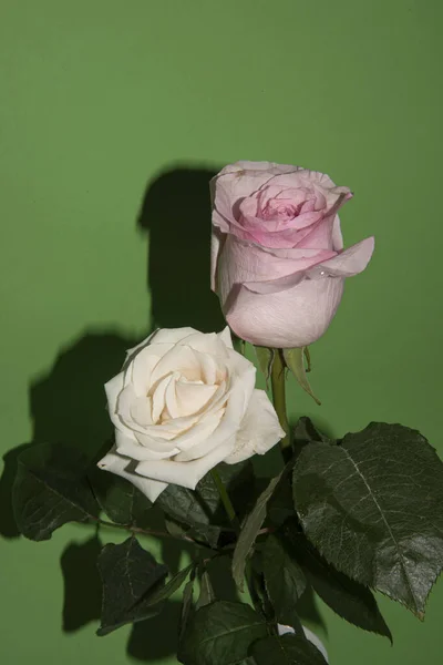 Nahaufnahme Schöner Rosa Und Roter Rosenblüten Auf Hellgrünem Hintergrund — Stockfoto