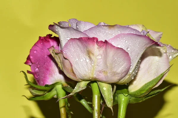 Açık yeşil arka planda güzel pembe gül çiçeklerinin yakın plan çekimi