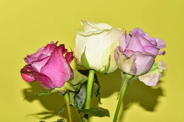 Açık yeşil arka planda güzel pembe gül çiçeklerinin yakın plan çekimi