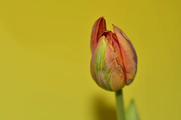 Primer Plano Hermosa Flor Tulipán Sobre Fondo Verde Claro — Foto de Stock