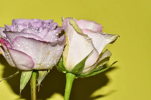 Açık Yeşil Arka Planda Güzel Pembe Gül Çiçeklerinin Yakın Plan — Stok fotoğraf