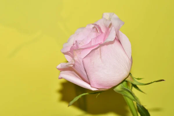 Nahaufnahme Der Schönen Rosa Rose Blume Auf Hellgrünem Hintergrund — Stockfoto