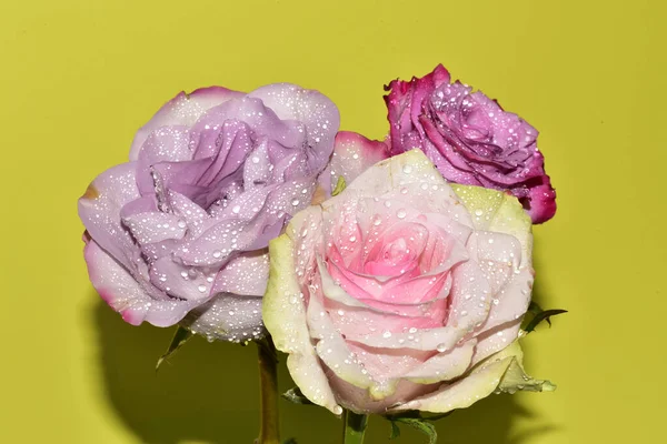 Açık yeşil arka planda güzel pembe gül çiçeklerinin yakın plan çekimi