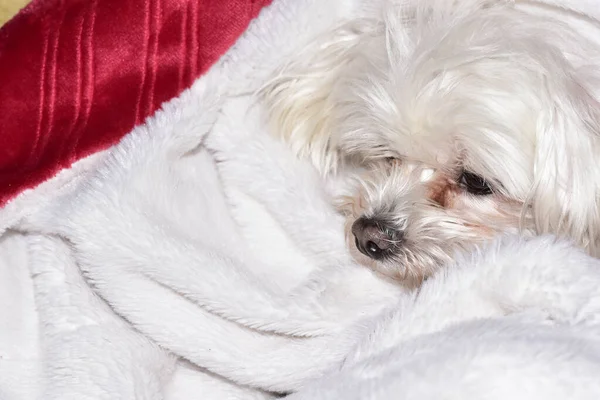ソファで寝ている美しい白い子犬のクローズアップショット — ストック写真