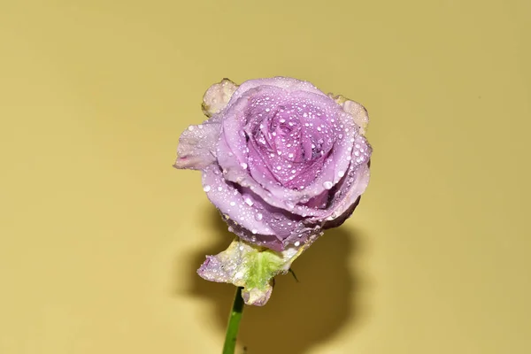 Açık Sarı Arkaplanda Güzel Mor Gül Çiçeğinin Yakın Plan Çekimi — Stok fotoğraf