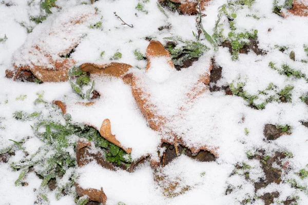 Snow Covered Grass Autumn Leaves — стоковое фото