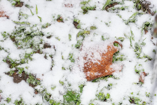 Snow Covered Grass Autumn Leaves — стоковое фото