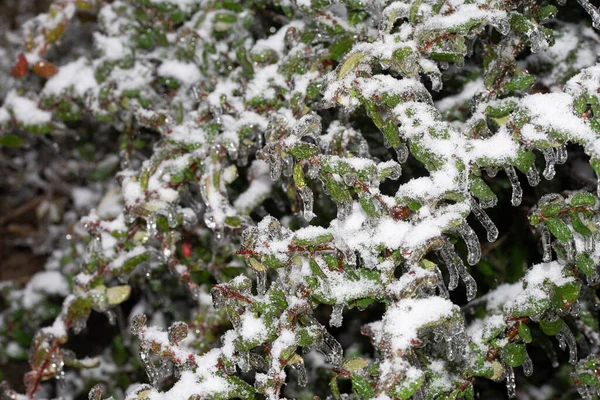Bela Floresta Inverno Com Neve — Fotografia de Stock