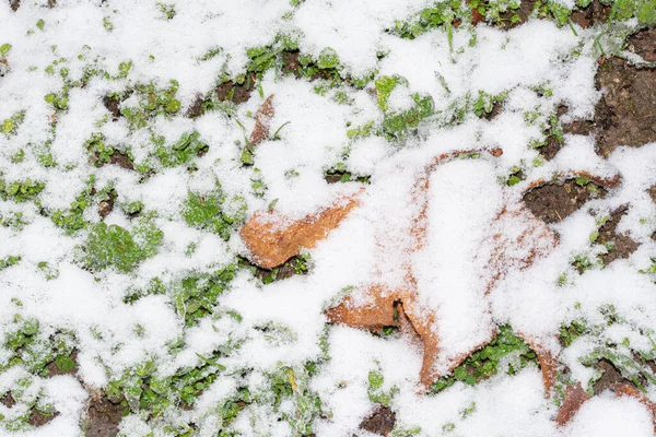 Сніг Покритий Травою Парку — стокове фото