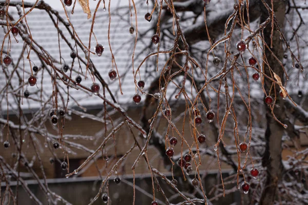Kış Manzarası Kar Kaplı Ağaçlar — Stok fotoğraf