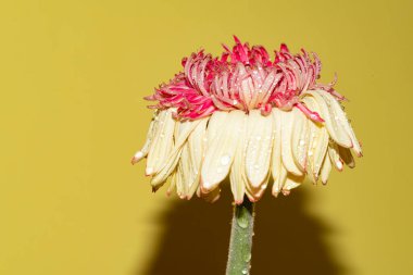 Sarı arka plandaki güzel çiçek, kapat.