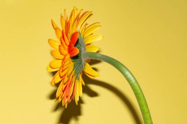 Gerbera çiçeğini kapat, yaz konsepti.