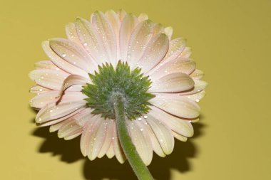 Gerbera çiçeğini kapat, yaz konsepti.