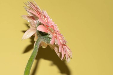 Gerbera çiçeğini kapat, yaz konsepti.