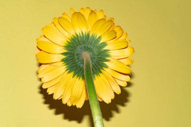 Gerbera çiçeğini kapat, yaz konsepti.