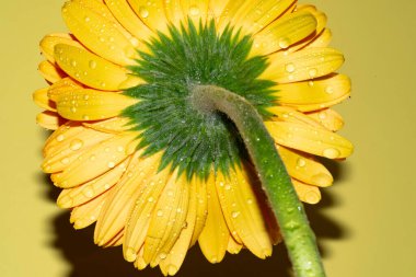 Gerbera çiçeğini kapat, yaz konsepti.