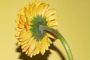 Gerbera çiçeğini kapat, yaz konsepti.