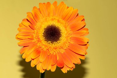 Gerbera çiçeğini kapat, yaz konsepti.