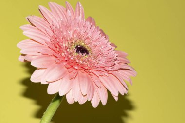 Gerbera çiçeğini kapat, yaz konsepti.