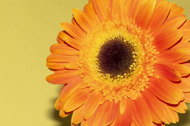 Gerbera çiçeğini kapat, yaz konsepti.