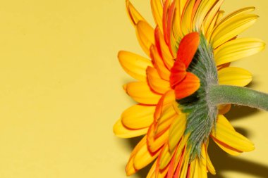 Gerbera çiçeğini kapat, yaz konsepti.