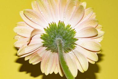 Gerbera çiçeğini kapat, yaz konsepti.