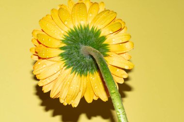 Gerbera çiçeğini kapat, yaz konsepti.