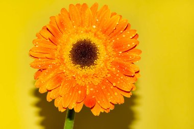 Gerbera çiçeğini kapat, yaz konsepti.