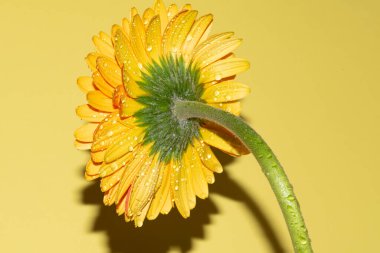 Gerbera çiçeğini kapat, yaz konsepti.