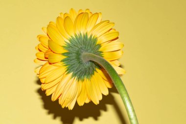 Gerbera çiçeğini kapat, yaz konsepti.