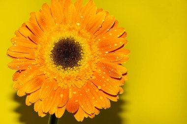 Gerbera çiçeğini kapat, yaz konsepti.