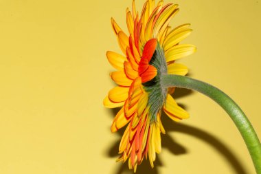 Gerbera çiçeğini kapat, yaz konsepti.