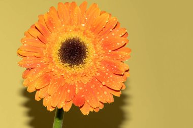 Gerbera çiçeğini kapat, yaz konsepti.