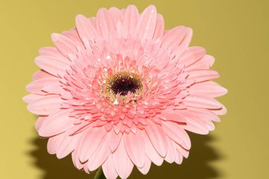 Gerbera çiçeğini kapat, yaz konsepti.