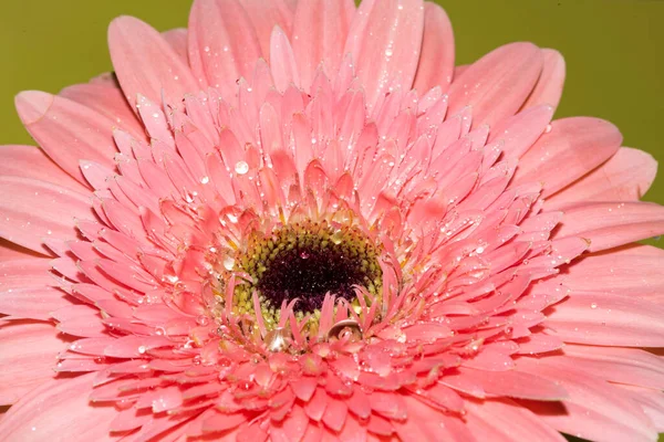 Zbliżenie Gerbera Kwiat Koncepcja Latem — Zdjęcie stockowe