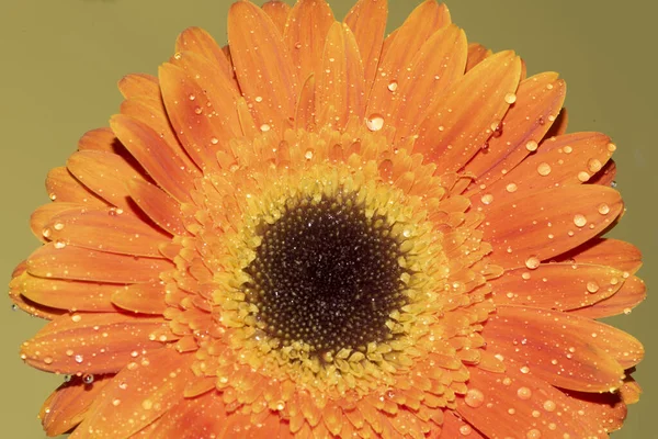 Close Flor Gerbera Conceito Verão — Fotografia de Stock