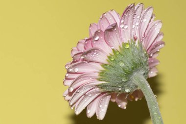 İnanılmaz Gerbera çiçeği, kapat manzarayı