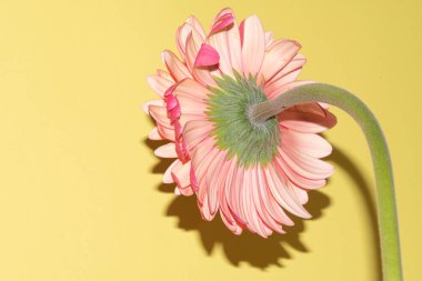 İnanılmaz Gerbera çiçeği, kapat manzarayı