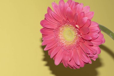 İnanılmaz Gerbera çiçeği, kapat manzarayı