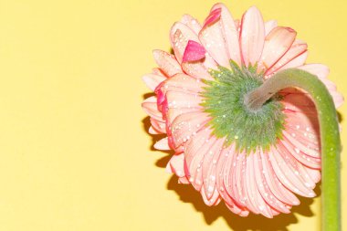 İnanılmaz Gerbera çiçeği, kapat manzarayı