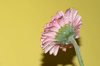 İnanılmaz Gerbera çiçeği, kapat manzarayı