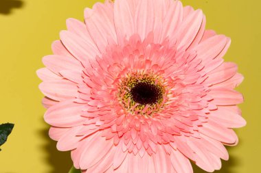 İnanılmaz Gerbera çiçeği, kapat manzarayı