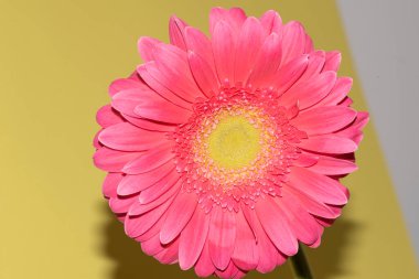 İnanılmaz Gerbera çiçeği, kapat manzarayı