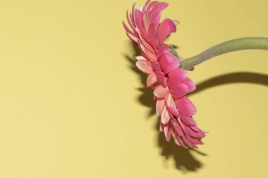 İnanılmaz Gerbera çiçeği, kapat manzarayı