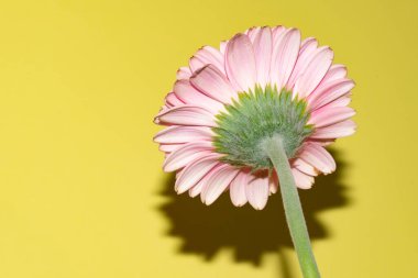 İnanılmaz Gerbera çiçeği, kapat manzarayı